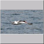 Haematopus ostralegus - Austernfischer 04 Sundermannsee.jpg